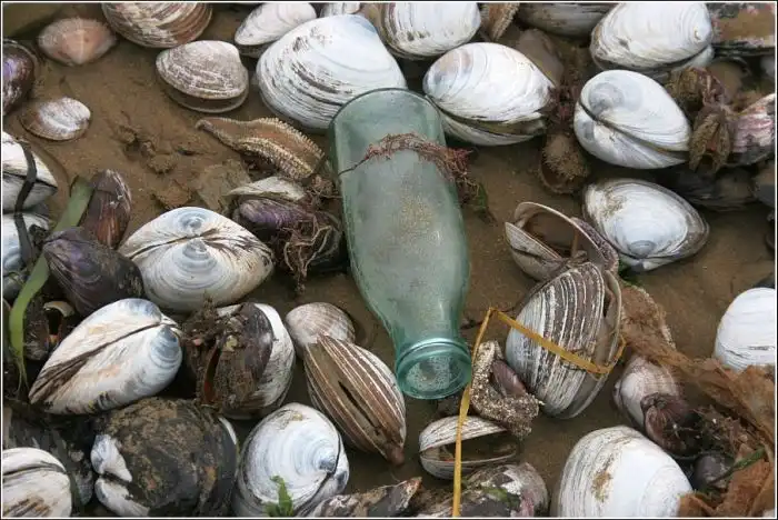 Тонны деликатесов выбросило на пляж