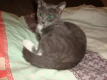 Отдам в хорошие руки котёнка дымчатого