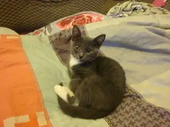 Отдам в хорошие руки котёнка дымчатого