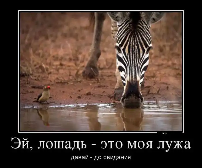 "Демотиваторы" про животных