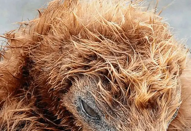 Нелегко живется пингвинам в период полового созревания