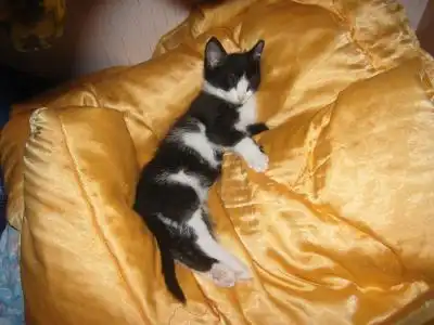 Отдам в хорошие руки хорошенькую девочку