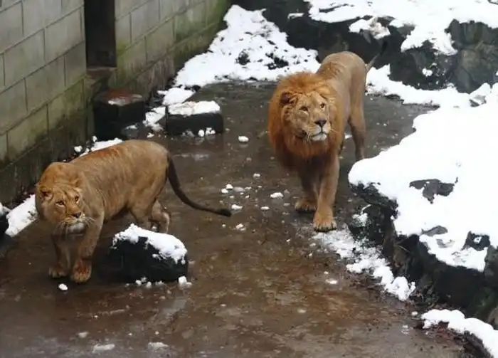 Новая забава в китайском зоопарке