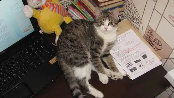 Отдам в хорошие руки кошечку