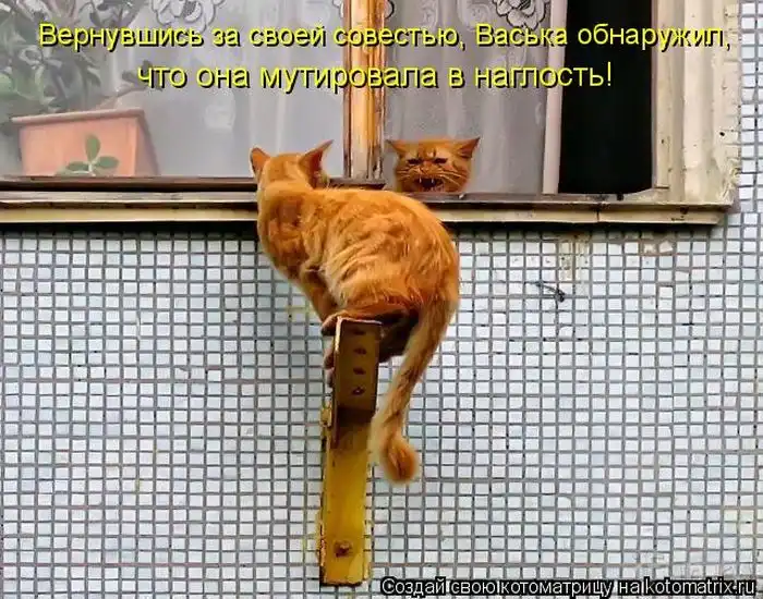 Лучшие котоматрицы недели