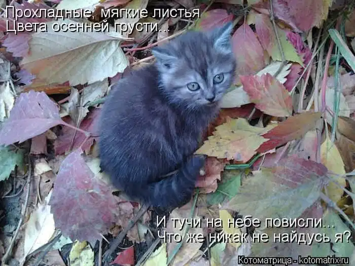 Лучшие котоматрицы недели