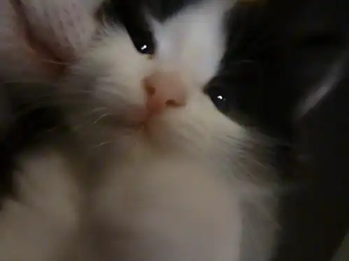 Котенята:)) В добрые руки!