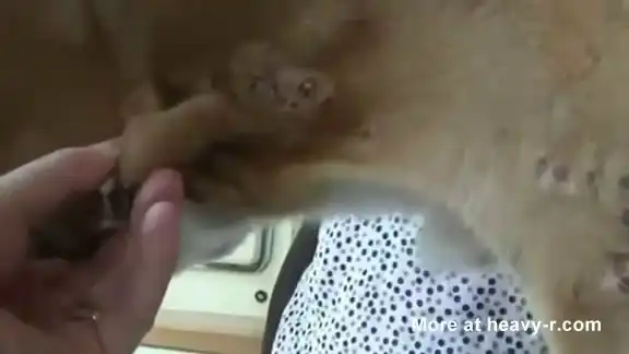 Личинки овода под кожей у собаки.