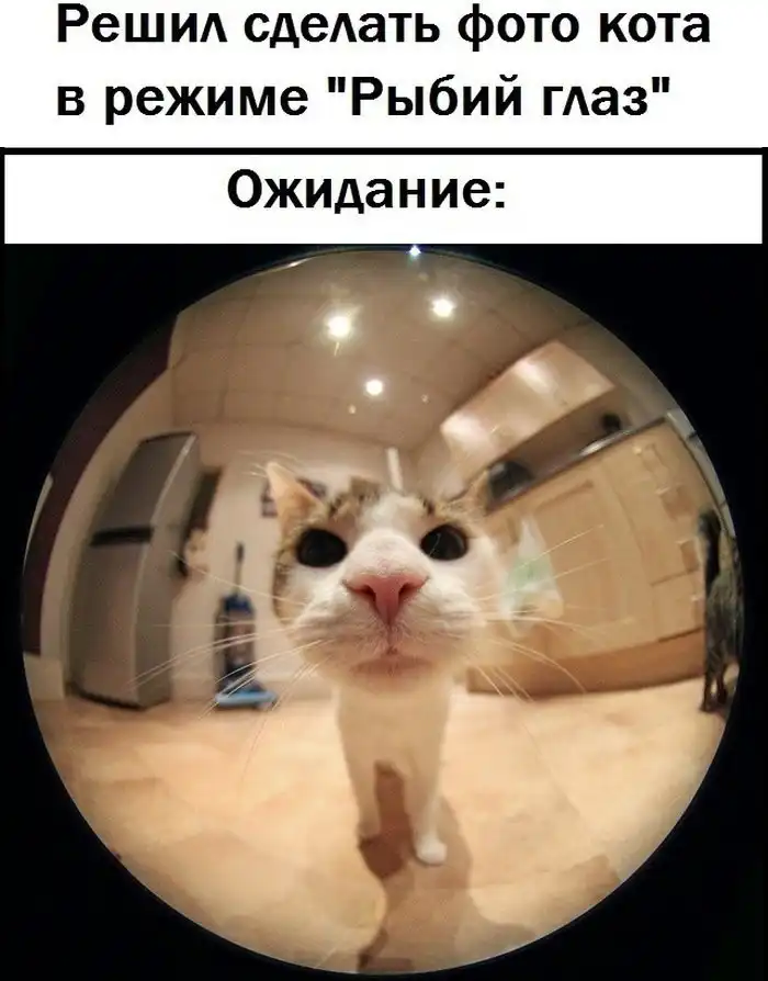 Снимки котэ с эффектом "Рыбий глаз" - ожидания и реальность