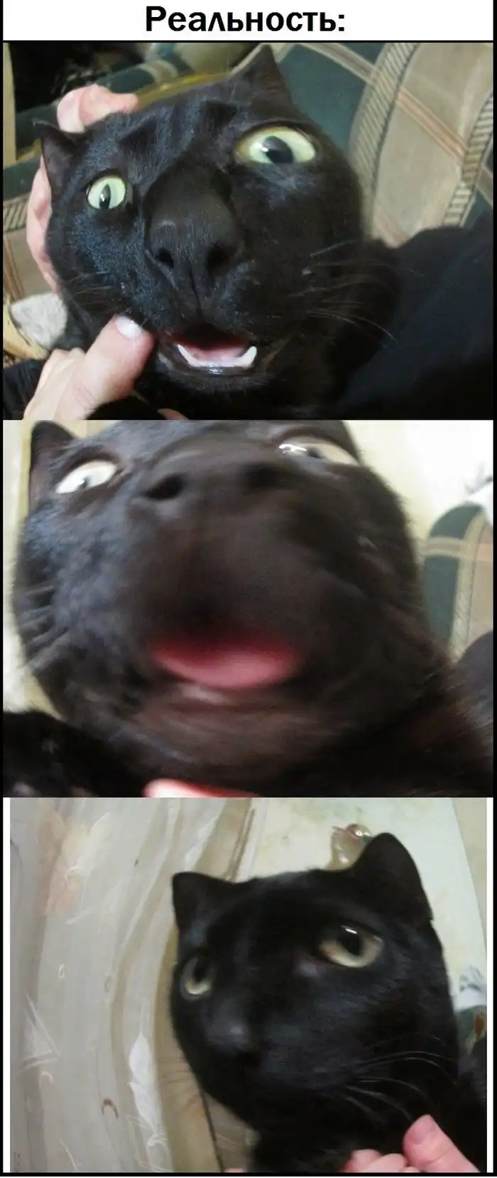 Снимки котэ с эффектом "Рыбий глаз" - ожидания и реальность