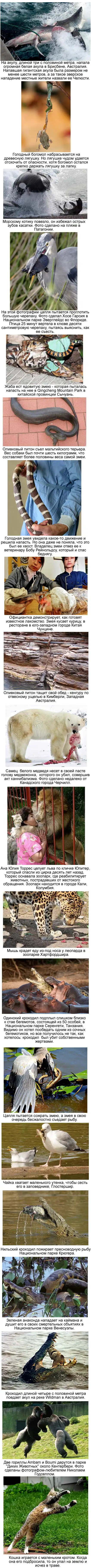 Голодные игры