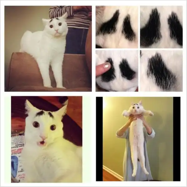 Необычный кот, которого прозвали "Бровастиком"