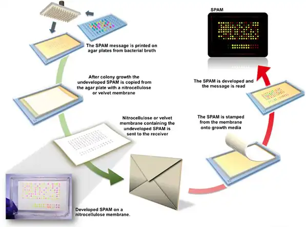 Ученые создали из бактерий невидимые чернила