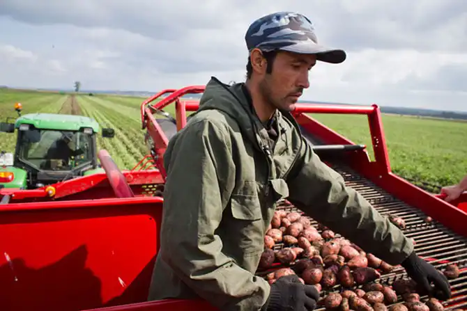 Как выращивают картофель