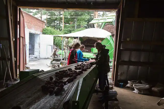 Как выращивают картофель