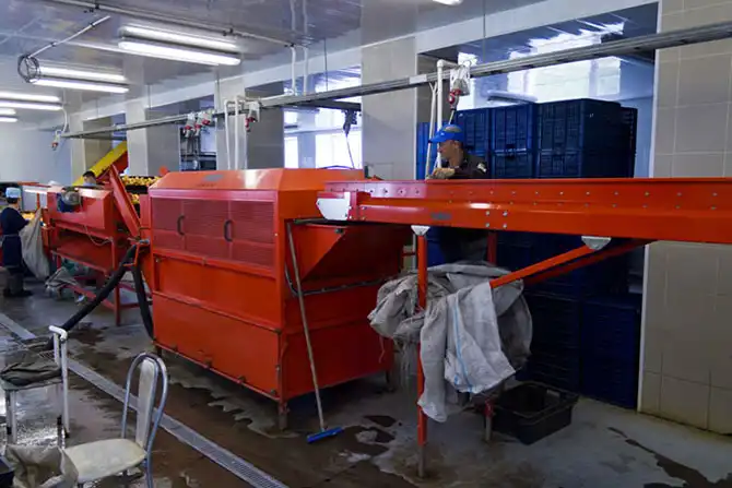 Как выращивают картофель