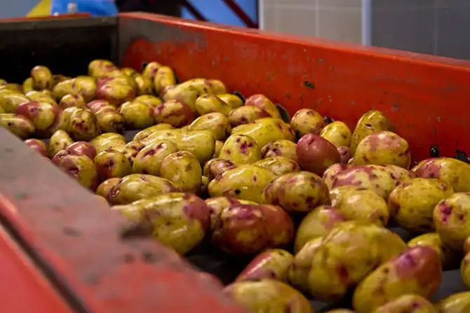 Как выращивают картофель