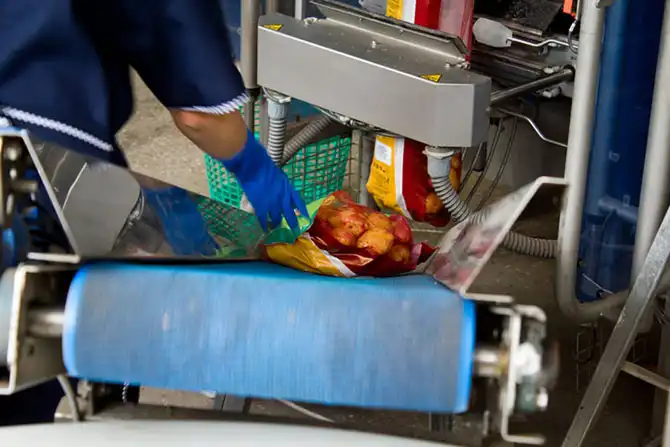 Как выращивают картофель