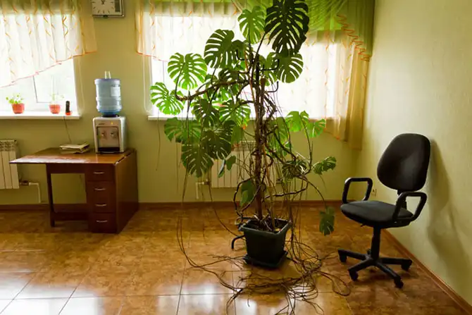 Как выращивают картофель