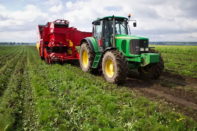 Как выращивают картофель