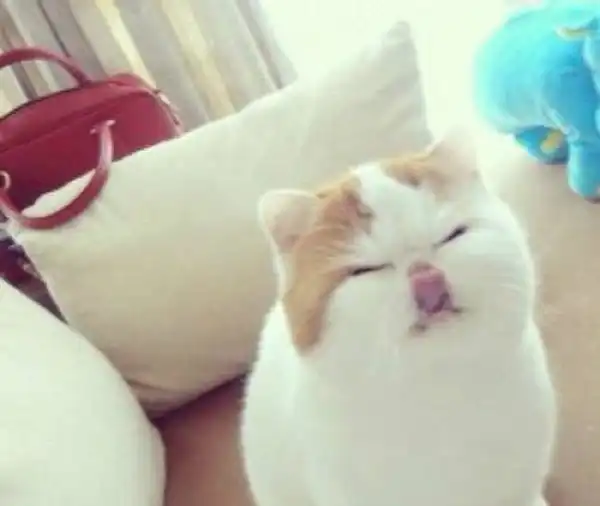 Китайский котик Снупибейб