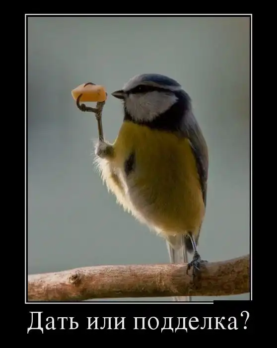 Картинки в черной рамке