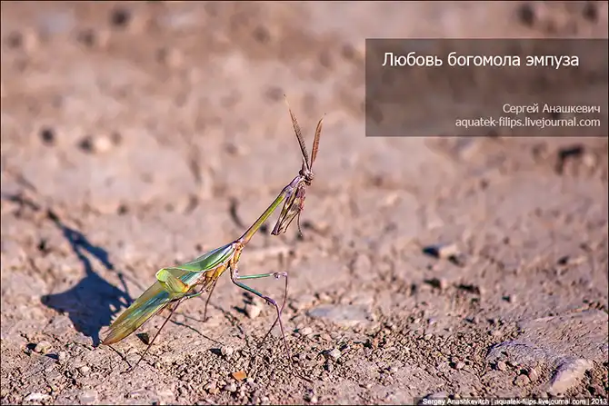 Любовь и секс богомола эмпуза