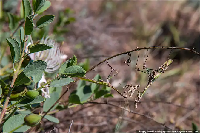 Любовь и секс богомола эмпуза