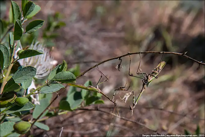 Любовь и секс богомола эмпуза