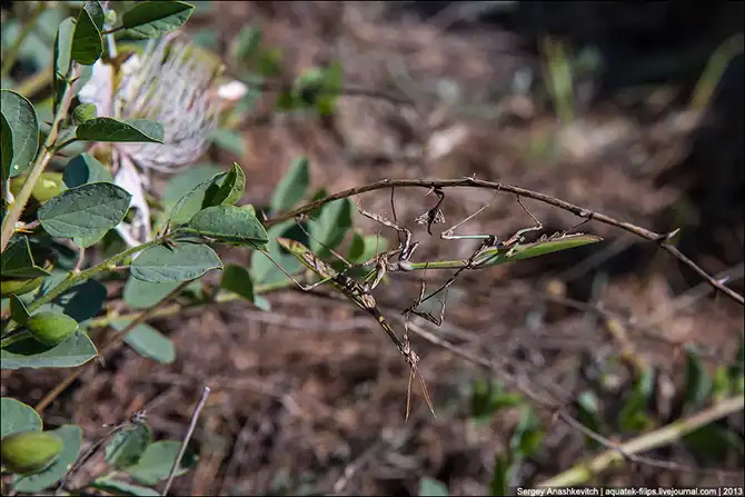 Любовь и секс богомола эмпуза