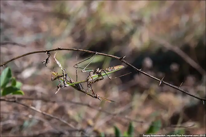 Любовь и секс богомола эмпуза