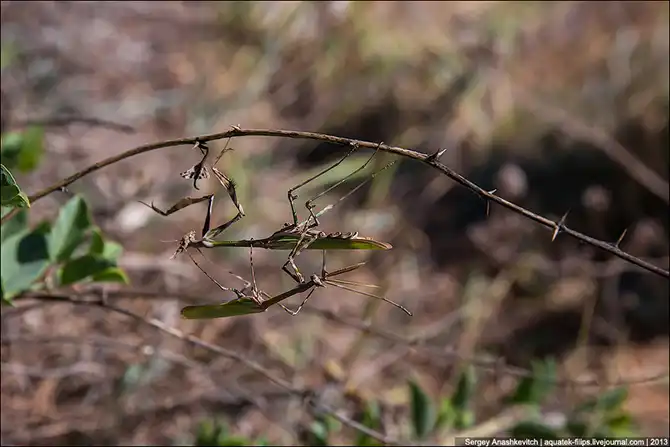 Любовь и секс богомола эмпуза