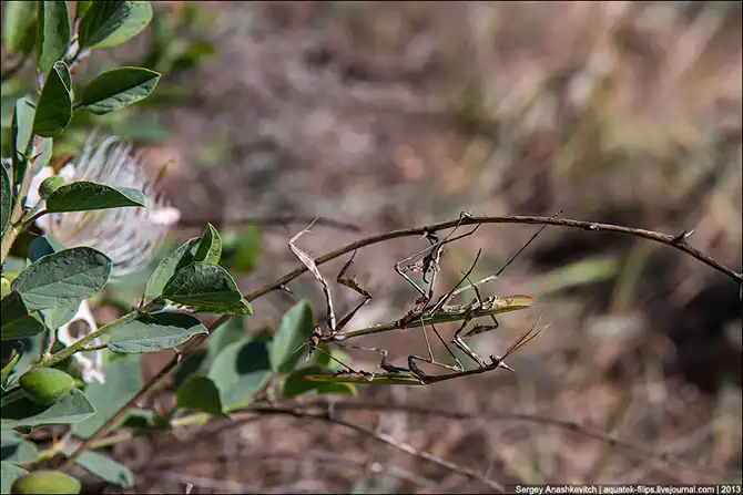 Любовь и секс богомола эмпуза