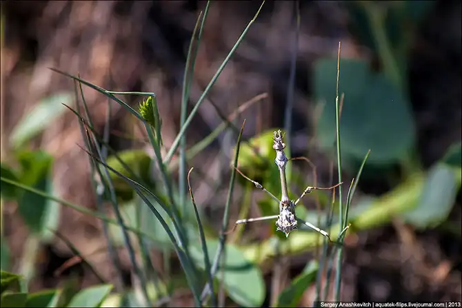 Любовь и секс богомола эмпуза