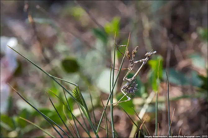 Любовь и секс богомола эмпуза