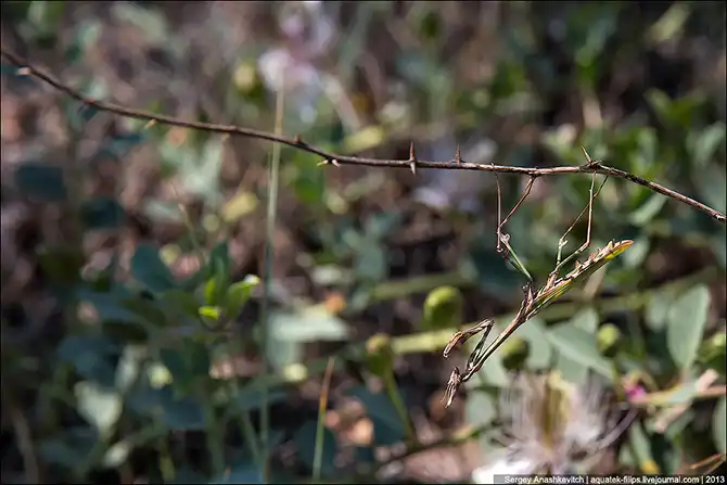 Любовь и секс богомола эмпуза