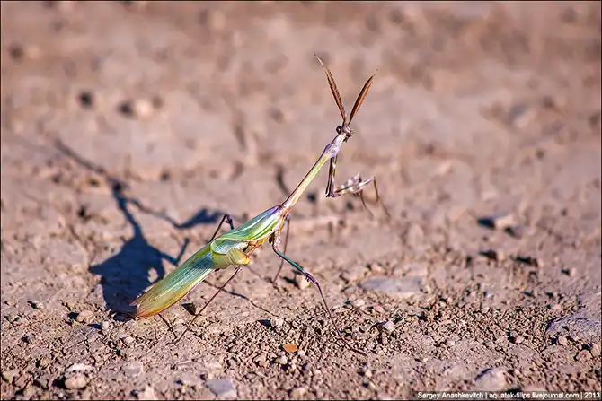 Любовь и секс богомола эмпуза