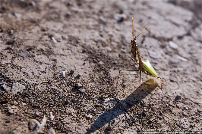 Любовь и секс богомола эмпуза
