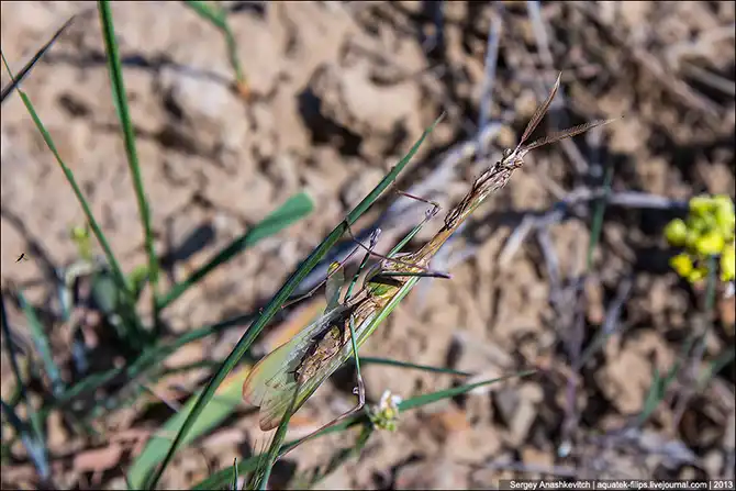 Любовь и секс богомола эмпуза