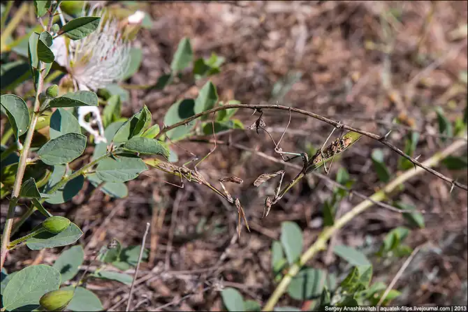 Любовь и секс богомола эмпуза