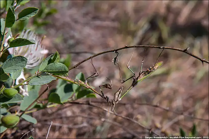 Любовь и секс богомола эмпуза