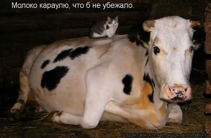 Лучшие котоматрицы недели