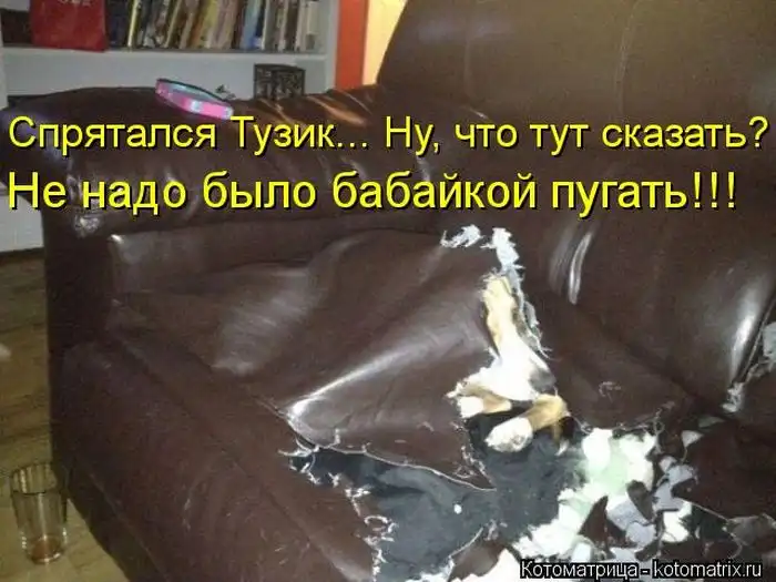 Лучшие котоматрицы недели