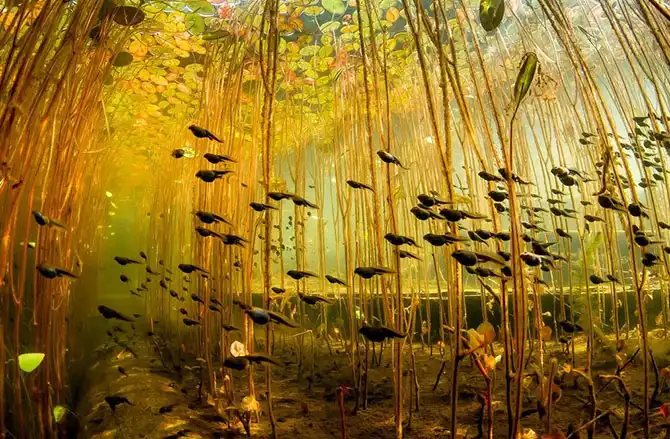 Новый фотопроект от National Geographic