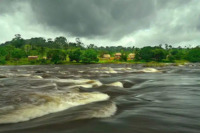 Редкие растения и существа Южной Америки