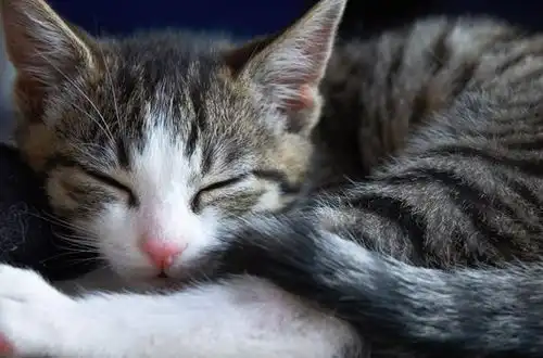 котенок в активном поиске хозяина и дома!!!