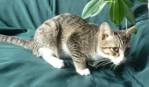 котенок в активном поиске хозяина и дома!!!