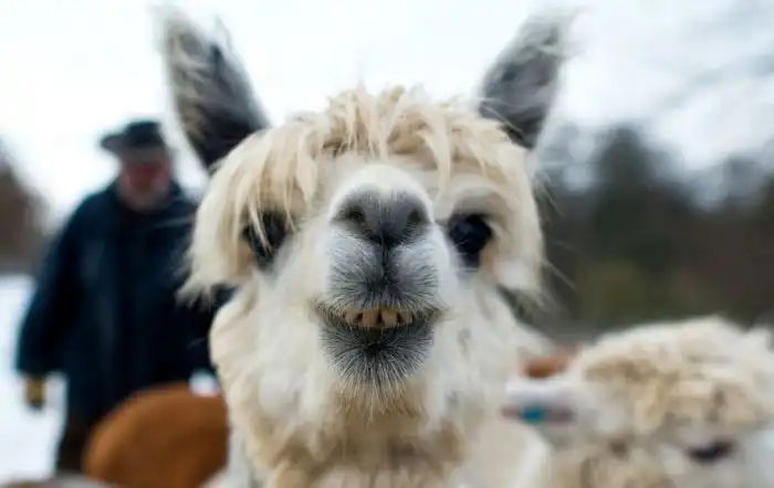 Удивительные снимки мира животных