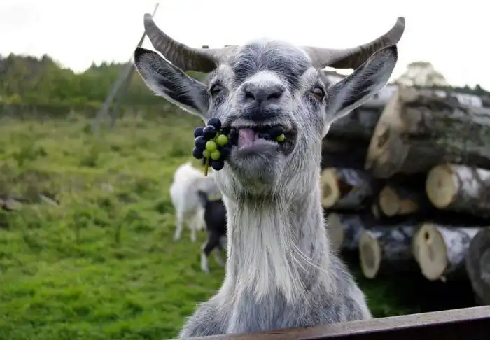 Удивительные снимки мира животных