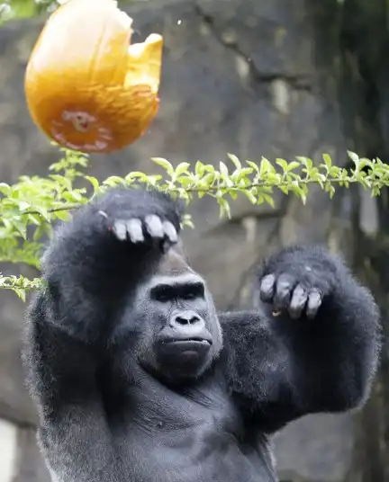 Фотографии животных за неделю